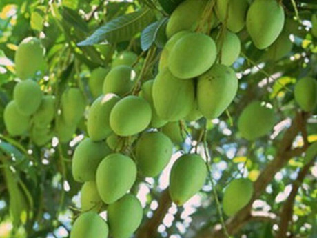 Loại quả xưa chín rụng đầy gốc, nay thành đặc sản ở thành phố giá 100.000 đ/kg, trồng một lần thu hoạch nhiều năm