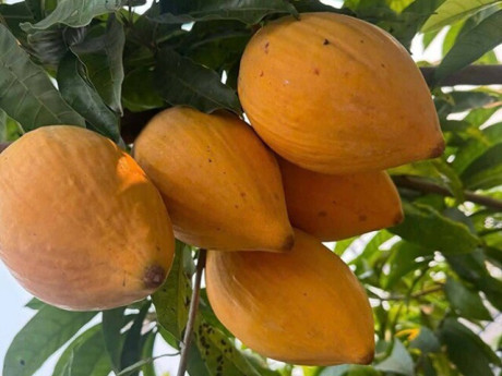 Loại quả xưa chín rụng đầy nay thành đặc sản giá 45.000 đ/kg, trồng một lần thu hoạch nhiều năm, tốt cho sức khỏe