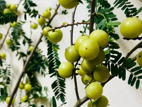 Loại quả xưa chín rụng đầy nay thành đặc sản giá 80.000 đ/kg, trồng một lần thu hoạch nhiều năm, tốt cho sức khỏe