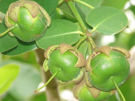 Loại quả xưa chín rụng đầy nay thành đặc sản giá 150.000 đ/kg, trồng một lần thu hoạch nhiều năm, tốt cho sức khỏe