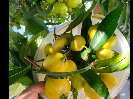 Loại quả xưa chín rụng đầy nay thành đặc sản giá 180.000 đ/kg, trồng một lần thu hoạch nhiều năm, du khách săn lùng