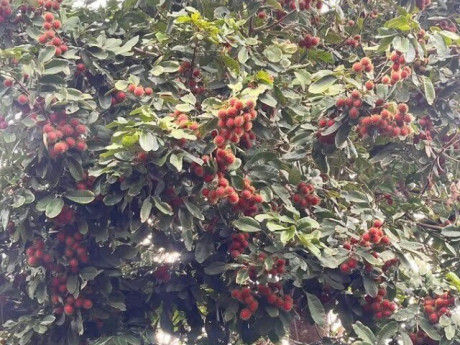 Loại quả xưa chín rụng đầy nay thành đặc sản giá 60.000 đ/kg, trồng một lần thu hoạch nhiều năm, du khách săn lùng