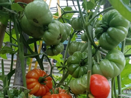 Loại quả xưa chín rụng đầy gốc, nay thành đặc sản ở thành phố giá 75.000 đ/kg, trồng 3 tháng cho thu hoạch