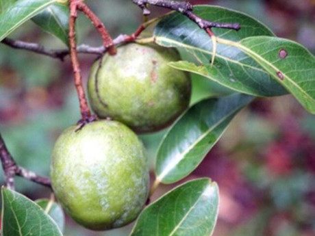 Loại quả xưa chín rụng đầy nay thành đặc sản giá 150.000 đ/kg, trồng một lần thu hoạch nhiều năm, tốt cho sức khỏe