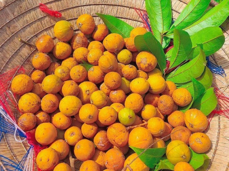 Loại quả xưa chín rụng đầy gốc nay bán 140.000 đ/kg, thành đặc sản tốt cho sức khỏe, trồng một lần thu hoạch nhiều năm
