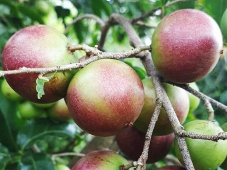 Loại quả mọc bờ rào xưa chín rụng đầy nay thành đặc sản 80.000 đ/kg, trồng một lần thu hoạch nhiều năm, du khách thích mê
