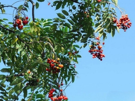 Loại quả mọc bờ rào xưa chín rụng đầy nay thành đặc sản 50.000 đ/kg, trồng một lần thu hoạch nhiều năm, du khách thích thú