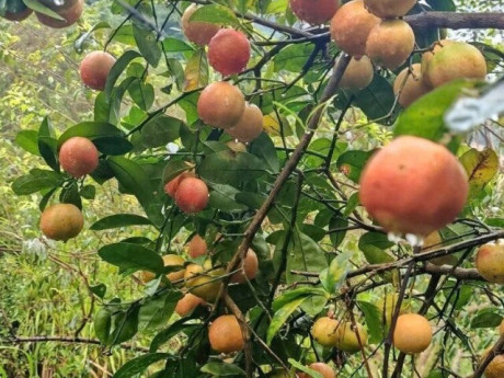 Loại quả xưa chín rụng đầy nay thành đặc sản 70.000 đ/kg, trồng một lần thu hoạch nhiều năm, tốt cho sức khỏe