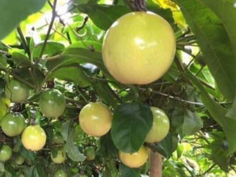 Loại quả mọc bờ rào xưa không ai biết đến nay thành đặc sản 90.000 đ/kg, trồng một lần thu hoạch nhiều năm, tốt cho sức khỏe