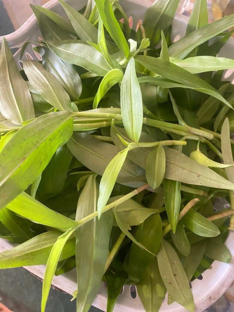 Cây dại mọc ở bờ mương nay thành đặc sản nổi tiếng, trồng 30 ngày cho thu hoạch, giá 55.000 đ/kg người thành phố ưa chuộng - 4