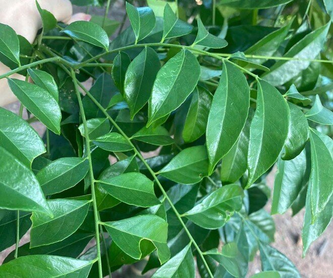 Cây dại mọc bờ rào nay thành đặc sản nổi tiếng, trồng một lần thu hoạch nhiều năm, giá 200.000 đồng/kg được ưa chuộng ở thành phố - 1