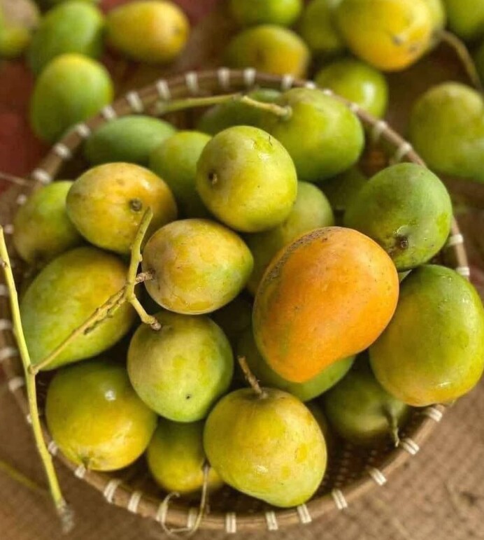 Loại quả mọc bờ rào xưa chín rụng đầy, nay thành đặc sản ở thành phố giá 40.000 đ/kg, trồng một lần thu hoạch nhiều năm - 2