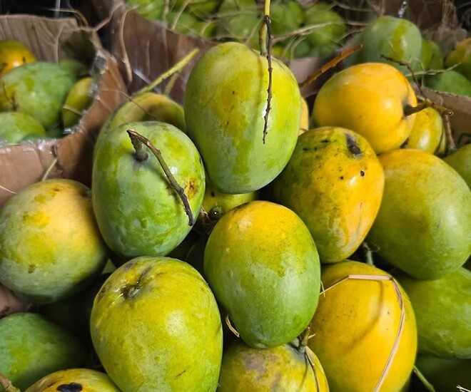 Loại quả mọc bờ rào xưa chín rụng đầy, nay thành đặc sản ở thành phố giá 40.000 đ/kg, trồng một lần thu hoạch nhiều năm - 1