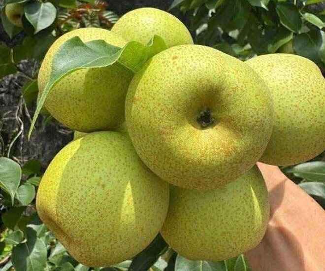Loại quả tốt trên thế giới, Việt Nam trồng bạt ngàn thành đặc sản giá 70.000 đ/kg, thu hoạch nhiều năm - 1