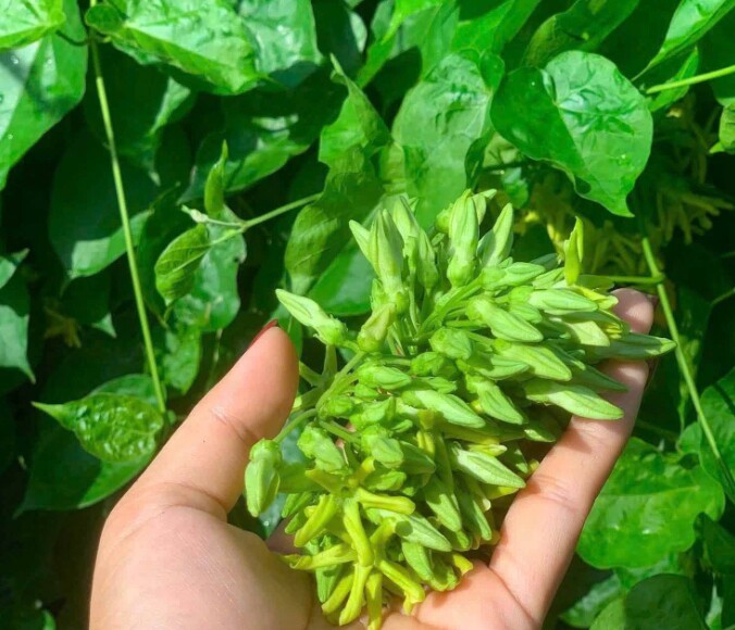 Cây dại mọc bờ rào thành đặc sản nổi tiếng giá 80.000 đồng/kg, trồng 2 tháng cho thu hoạch, tốt cho sức khỏe - 3
