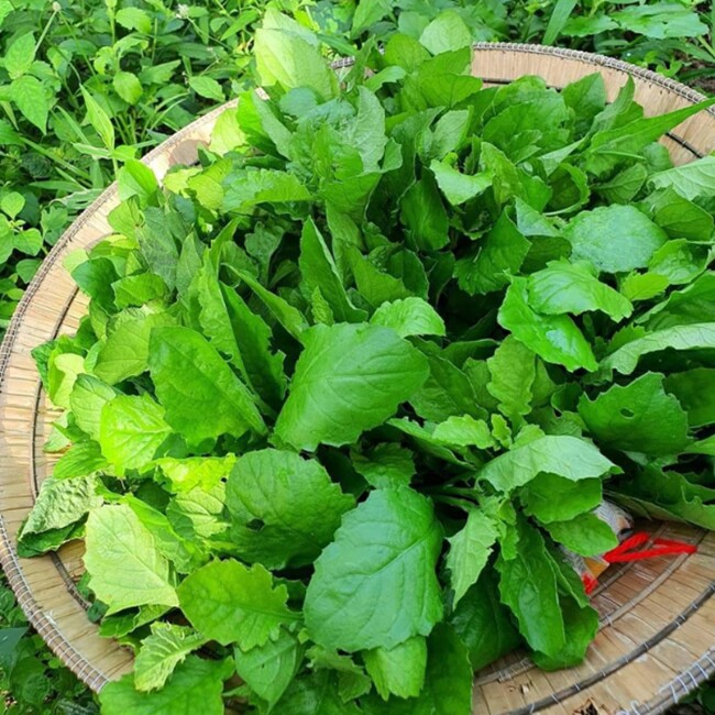 Cây dại mọc bờ rào nay thành đặc sản nổi tiếng, trồng 2 tháng cho thu hoạch, giá 60.000 đồng/kg được người thành phố ưa chuộng - 4