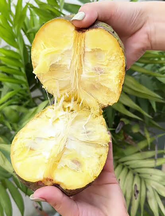 Loại quả mọc bờ rào xưa chín rụng đầy gốc nay thành đặc sản 55.000 đ/kg, trồng một lần thu hoạch nhiều năm, người thành phố ưa chuộng - 3