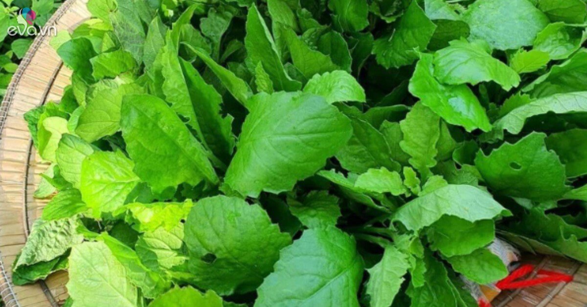 Cải trời: Từ loại rau mọc hoang thành đặc sản giá 60.000 đồng/kg