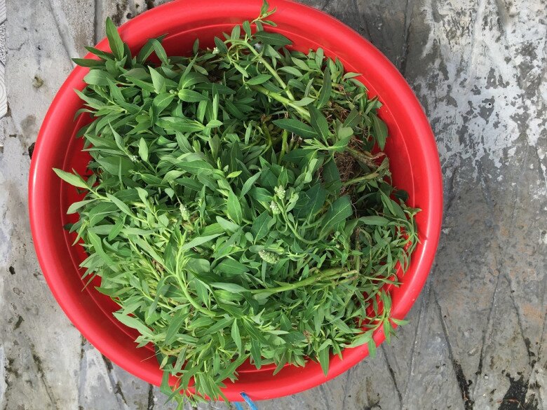 Cây dại mọc bờ mương nay thành đặc sản nổi tiếng, trồng 2 tháng cho thu hoạch, giá 70.000 đồng/kg được ưa chuộng ở thành phố - 2