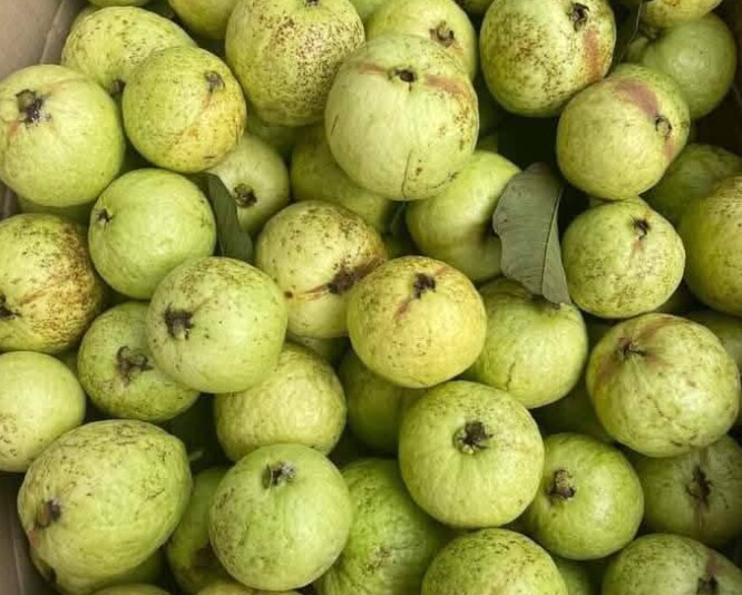 Loại quả xưa chín rụng đầy gốc, nay thành đặc sản ở thành phố giá 45.000 đ/kg, trồng một lần thu hoạch nhiều năm - 4