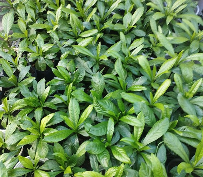 Cây dại mọc bờ rào nay thành đặc sản nổi tiếng, trồng 2 tháng cho thu hoạch, giá 70.000 đồng/kg được ưa chuộng ở thành phố - 4