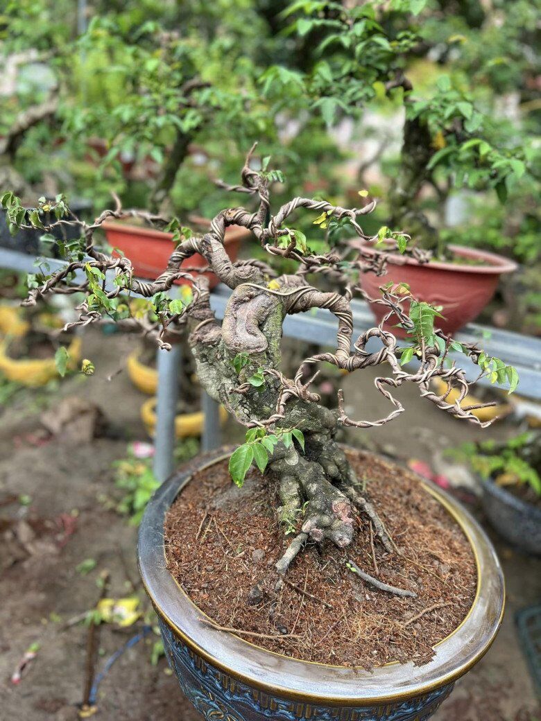 Cây ăn quả quen thuộc lên chậu thành bonsai được ưa chuộng, có cây giá 6 tỷ đồng, mang lại may mắn và tài lộc - 3