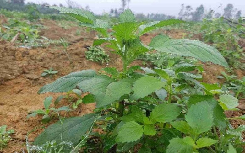 Cây dại mọc bờ rào nay thành đặc sản nổi tiếng, trồng 45 ngày cho thu hoạch, giá 50.000 đồng/kg người thành phố ưa chuộng - 4
