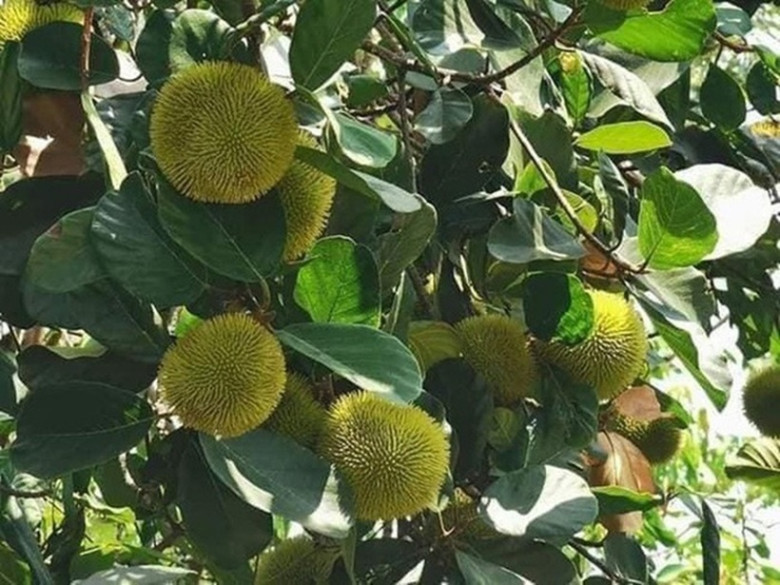 Loại quả xưa chín rụng đầy nay thành đặc sản 75.000 đ/kg, trồng một lần thu hoạch nhiều năm, du khách thích thú - 4