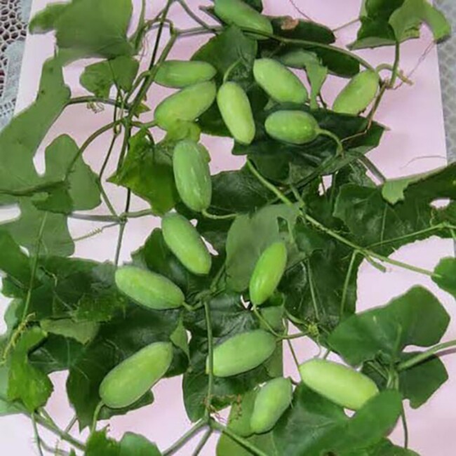 Loại quả mọc bờ rào xưa chín rụng đầy nay thành đặc sản 50.000 đ/kg, trồng một lần thu hoạch nhiều năm, người thành phố ưa chuộng - 3