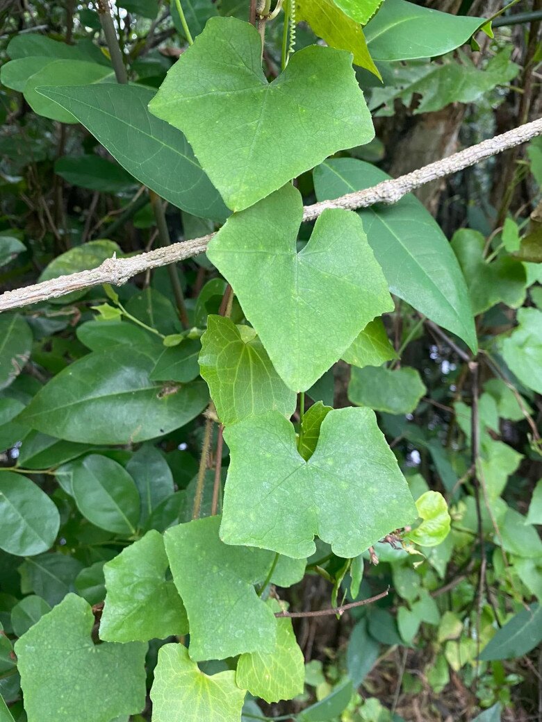 Cây dại leo bờ rào nay thành đặc sản nổi tiếng giá 70.000 đ/kg, trồng một lần thu hoạch nhiều năm, hương vị đặc biệt - 4