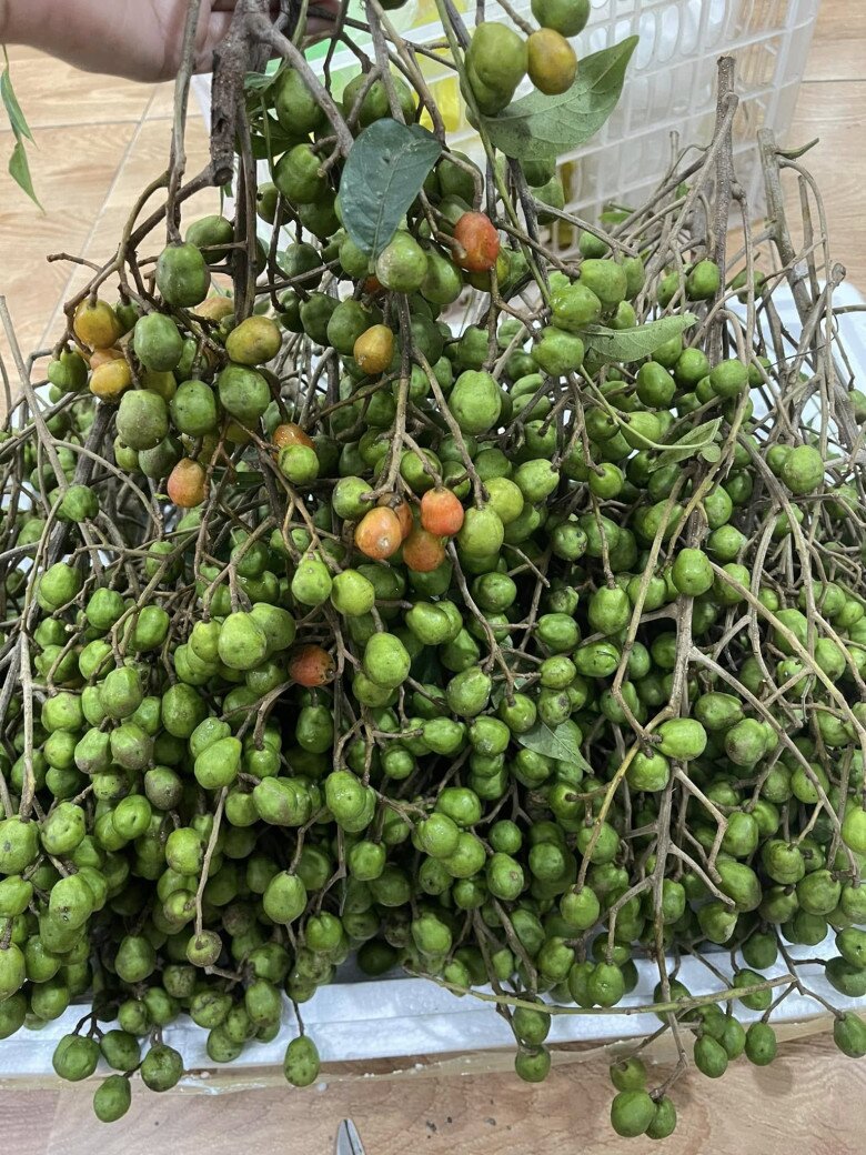Loại quả mọc bờ rào xưa chín rụng đầy, nay thành đặc sản được ưa chuộng giá 50.000 đ/kg, trồng một lần thu hoạch nhiều năm - 2