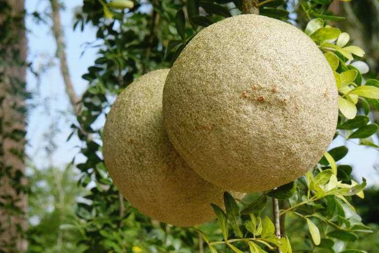 Loại quả mọc bờ rào xưa chín rụng đầy nay bán 90.000 đ/kg, thành đặc sản tốt cho sức khỏe, trồng một lần thu hoạch nhiều năm - 2