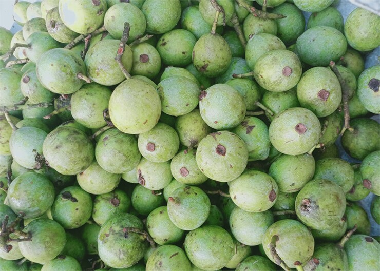 Loại quả đặc sản Phú Thọ xưa chín rụng đầy nay bán 70.000 đ/kg, trồng một lần thu hoạch nhiều năm, hương vị đặc biệt - 3
