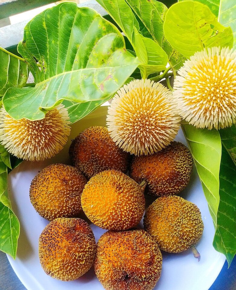 Loại quả xưa chín rụng đầy gốc nay thành đặc sản 120.000 đ/kg, trồng một lần thu hoạch nhiều năm, du khách thích mê - 4