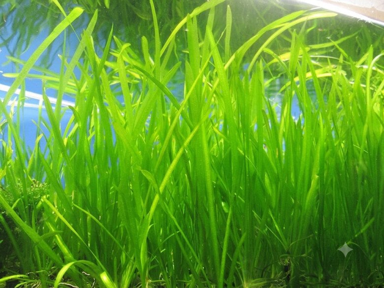 Cây dại mọc bờ mương nay thành đặc sản nổi tiếng, trồng 45 ngày cho thu hoạch, giá 60.000 đồng/kg được người thành phố ưa chuộng - 5