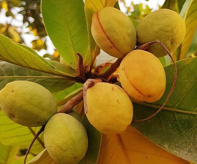 Loại quả xưa chín rụng đầy nay thành đặc sản giá 500.000 đ/kg, trồng một lần thu hoạch nhiều năm, tốt cho sức khỏe - 1