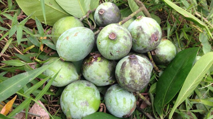 Loại quả đặc sản Phú Thọ xưa chín rụng đầy nay bán 70.000 đ/kg, trồng một lần thu hoạch nhiều năm, hương vị đặc biệt - 2