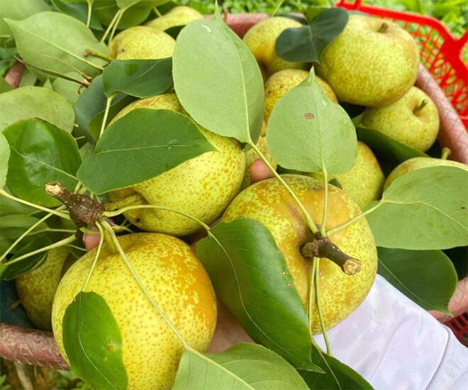 Loại quả xưa chín rụng đầy nay thành đặc sản 80.000 đ/kg, trồng một lần thu hoạch nhiều năm, tốt cho sức khỏe - 1