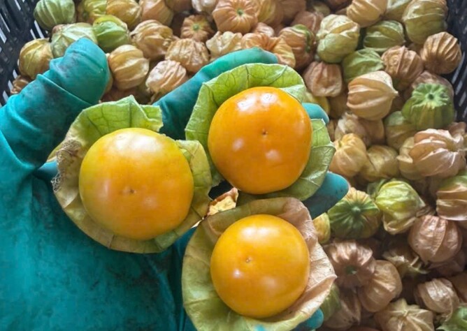 Loại quả mọc bờ rào xưa chín rụng đầy nay bán 250.000 đ/kg, thành đặc sản tốt cho sức khỏe, trồng một lần thu hoạch nhiều năm - 3