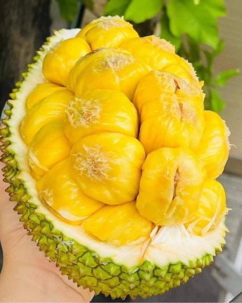 Loại quả mọc bờ rào xưa chín rụng đầy nay thành đặc sản 50.000 đ/kg, trồng một lần thu hoạch nhiều năm, được ưa chuộng ở thành phố - 2