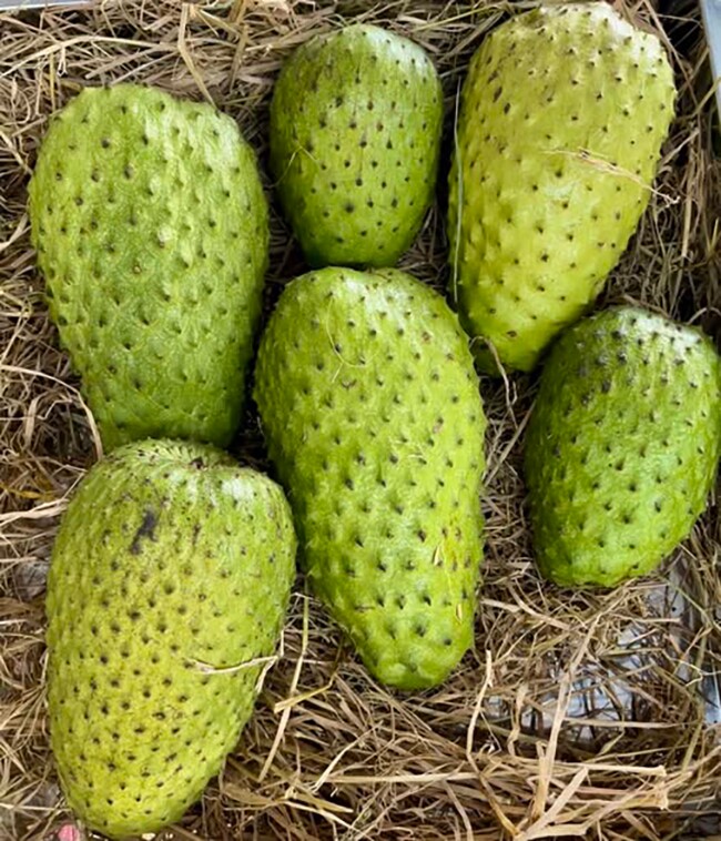 Loại quả mọc bờ rào xưa chín rụng đầy nay thành đặc sản 250.000 đ/kg, trồng một lần thu hoạch nhiều năm, được ưa chuộng ở thành phố - 2