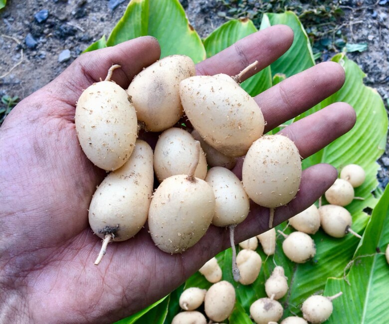 Món nhà nghèo xưa ăn đến chán ngán, nay thành đặc sản khoái khẩu ở thành phố giá 60.000 đ/kg, tốt cho sức khỏe - 3