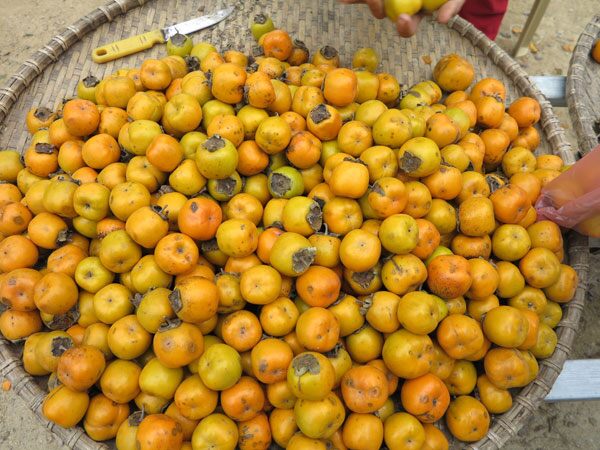 Loại quả mọc bờ rào xưa chín rụng đầy gốc, nay thành đặc sản được ưa chuộng giá 55.000 đ/kg, trồng một lần thu hoạch nhiều năm - 4