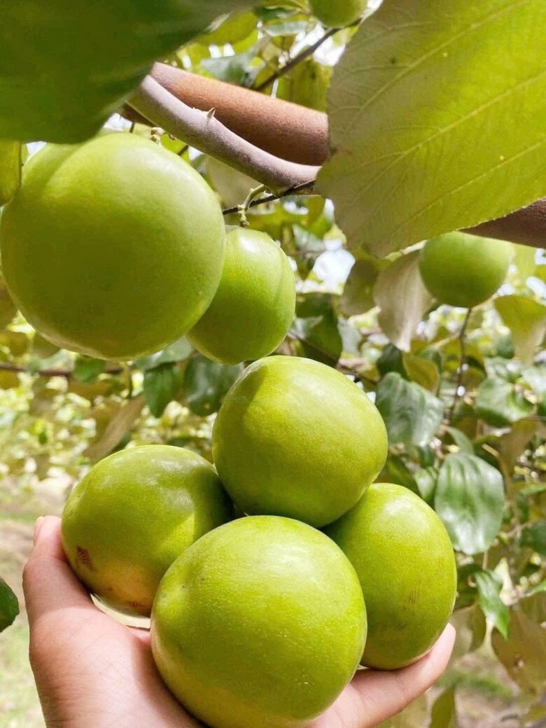 Loại quả lọt top tốt trên thế giới chỉ có ở Khánh Hòa, là đặc sản nổi tiếng giá 90.000 đ/kg, trồng một lần thu hoạch nhiều năm - 3