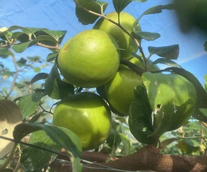 Loại quả lọt top tốt trên thế giới chỉ có ở Khánh Hòa, là đặc sản nổi tiếng giá 90.000 đ/kg, trồng một lần thu hoạch nhiều năm - 1