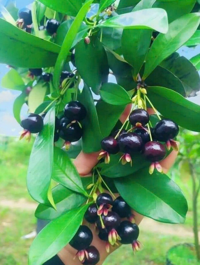 Loại quả lọt top tốt trên thế giới có ở Khánh Hòa, là đặc sản nổi tiếng giá 200.000 đ/kg, trồng một lần thu hoạch nhiều năm - 2