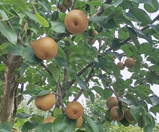 Loại quả lọt top tốt trên thế giới có ở Lai Châu, là đặc sản nổi tiếng khắp nơi giá 65.000 đ/kg, trồng một lần thu hoạch nhiều năm - 1