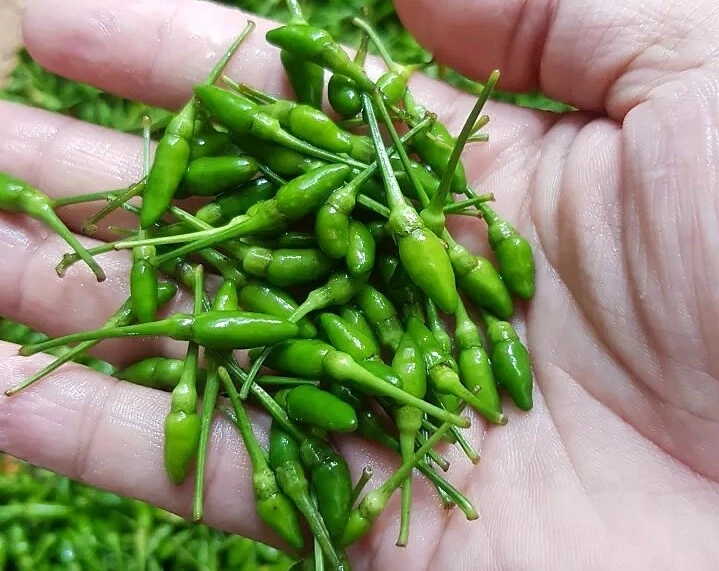 Wind chilies in a market