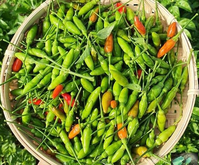 Wind chili plant