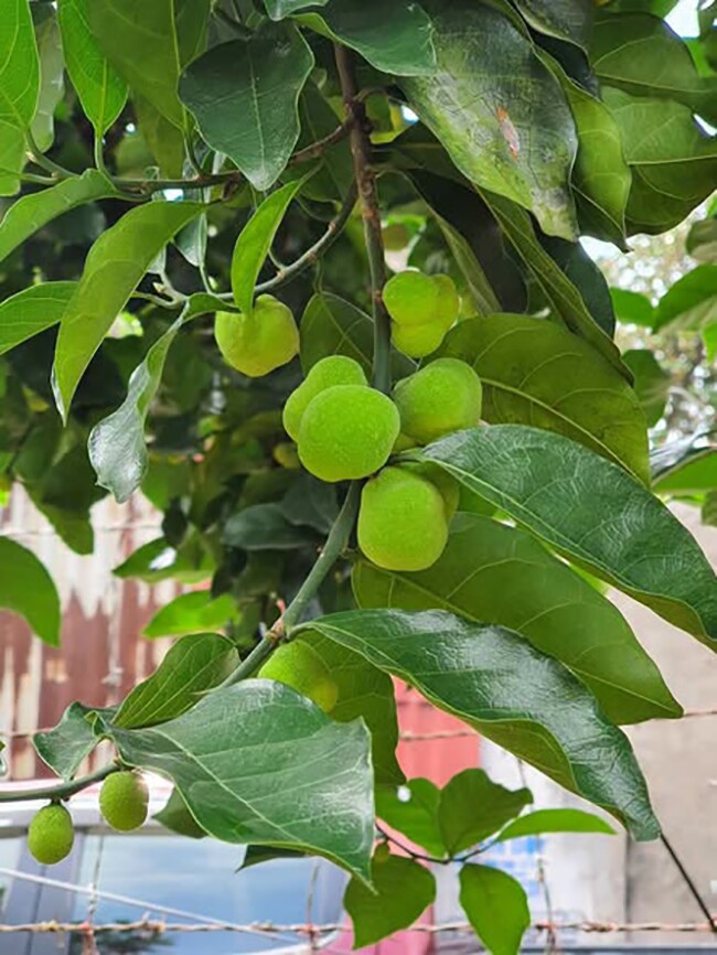 Loại quả mọc bờ rào xưa chín rụng chỉ dành cho amp;#34;người nghèoamp;#34;, nay thành đặc sản giá 200.000 đ/kg, trồng một lần thu hoạch nhiều năm - 4